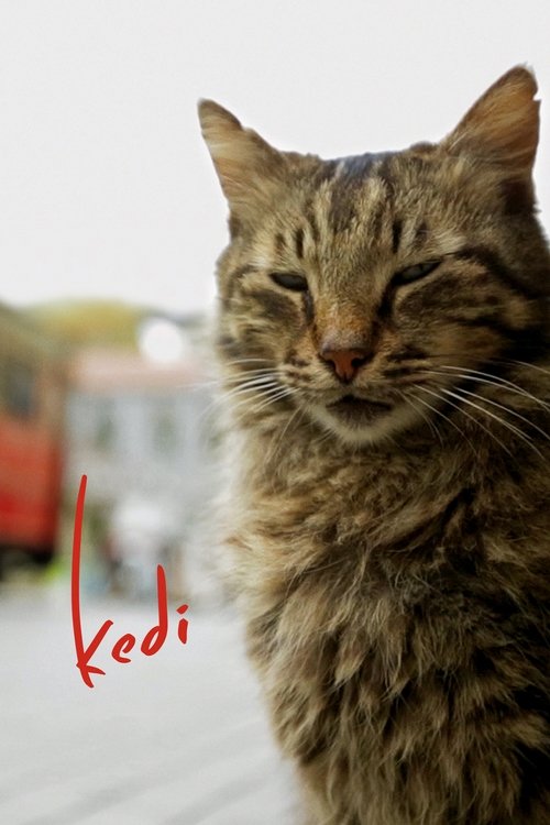 2017 in Kedi (2017)
